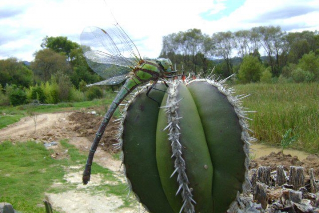  Flora and fauna 
